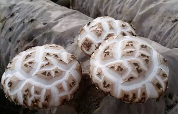 圖片關鍵詞 圖片關鍵詞