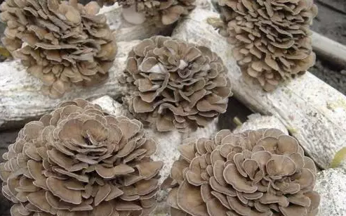 圖片關鍵詞 http://www.lkdc.com.cn/ewebeditor/uploadfile/20170914091445139001.png