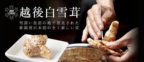 圖片關(guān)鍵詞 http://www.mushroommarket.net/file/upload/201911/15/09-09-12-45-283825.png