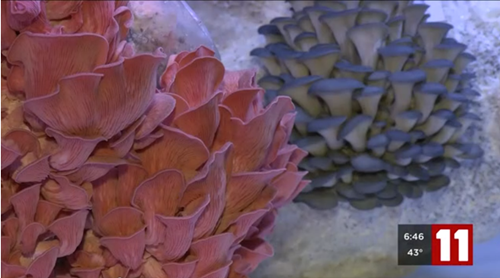 圖片關(guān)鍵詞 http://www.mushroommarket.net/file/upload/201912/05/08-34-00-83-283825.png