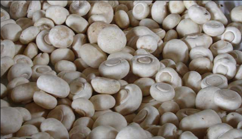 圖片關(guān)鍵詞 http://www.mushroommarket.net/file/upload/202002/21/10-39-45-30-283825.png