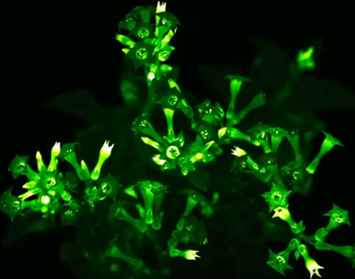 圖片關(guān)鍵詞 https://www.mushroommarket.net/file/upload/202005/07/14-28-44-33-283825.png