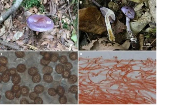 圖片關(guān)鍵詞 圖片關(guān)鍵詞